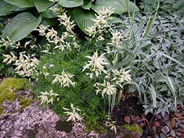 Compatible Perennials for the Hosta Garden