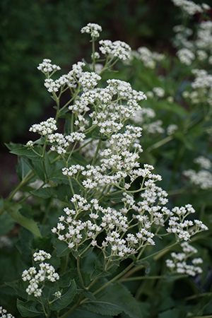 Parthenium integrifolium (Wild Quinine)