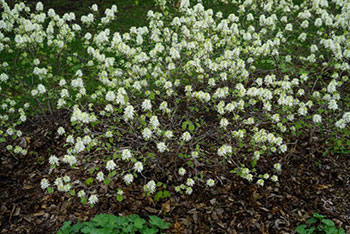 Fothergilla-x-intermedia-'Blue-Shadow'-flowering