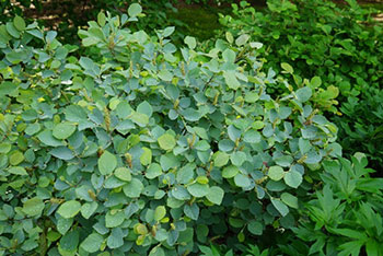 Fothergilla-x-intermedia-'Blue-Shadow'-foliage