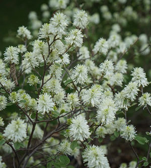 Fothergilla-x-intermedia-'Blue-Shadow'