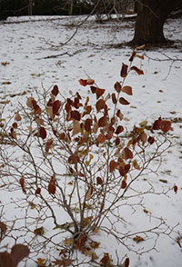 Fothergilla-x-intermedia-'Mount-Airy'.jpg-(1)